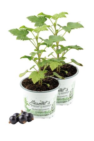 2x Schwarze Johannisbeere 'Géant de Boskoop' - Vitamin-Bombe