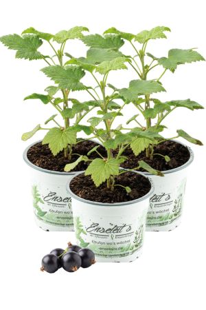 3x Schwarze Johannisbeere 'Géant de Boskoop' - Vitamin-Bombe