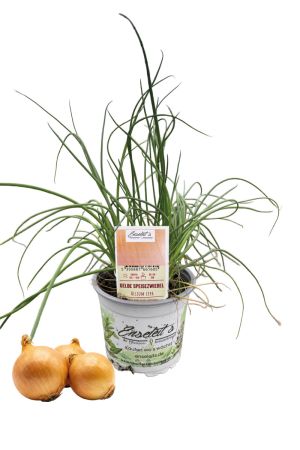 Gelbe Speisezwiebel