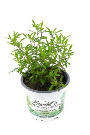 Gewürztagetes Orange Gem, Tagetes tenuifolia, Kräuter Pflanze