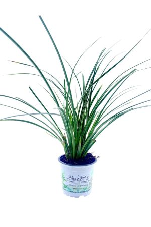 Carex morrowii  Japan-Segge