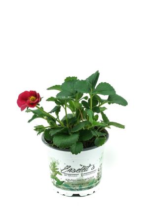 Hängeerdbeere im Topf, Erdbeerpflanze, frische Erdbeer Pflanze 