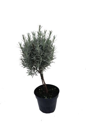 Currykraut Stamm, 1 Pflanze, Helichrysum angustifolia