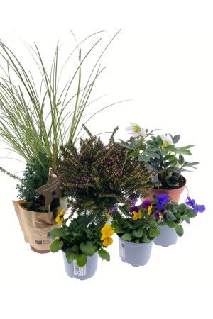 Christmas Herbstblumen Set, bestehend aus 7 winterharten Pflanzen 