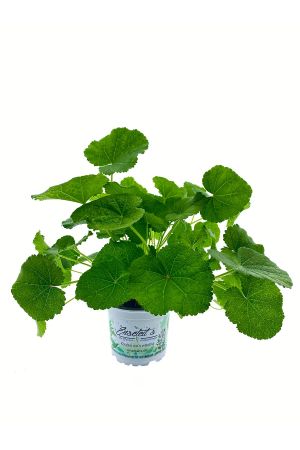 Schwarze Stockrose,  Alcea rosea Nigra, Stauden Pflanze im 12er Topf 