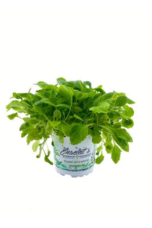 Echte Goldrute (Solidago virgaurea), Sommerstaude, Winterhart 