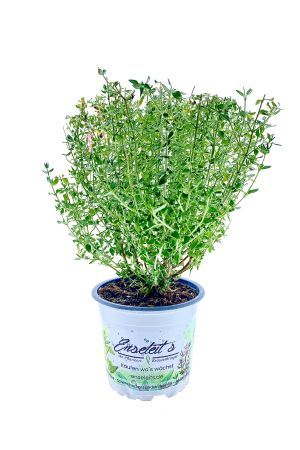 Katzengamander Pflanze, Teucrium marum, Katzenkräuter 