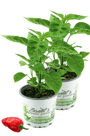2er Set Indischer Chili, Dorset Naga, Cresto Sibirische Hauspaprika,  Chili Pflanze aus Nachhaltigem Anbau! 
