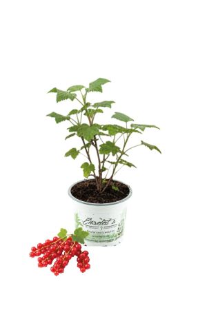 Rote Johannisbeere 'Lisette' - Extra lange Trauben