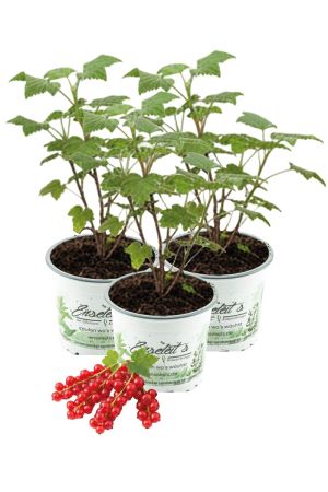 3x Rote Johannisbeere 'Lisette' - Extra lange Trauben
