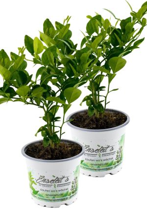 2er Set Kaffir Limette - Kaffernlimette