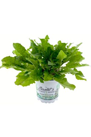 Löwenzahn (Taraxacum officinale), Wildkräuter Pflanze, Insektenweide