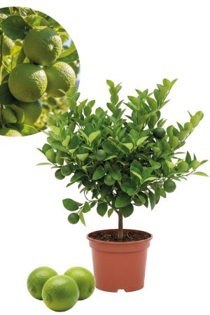 Limettenbaum - Lima Verde, Caipirinha Limette 70-80cm!