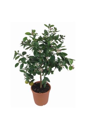 Limettenbaum - Lima Verde, Caipirinha Limette 70-80cm!