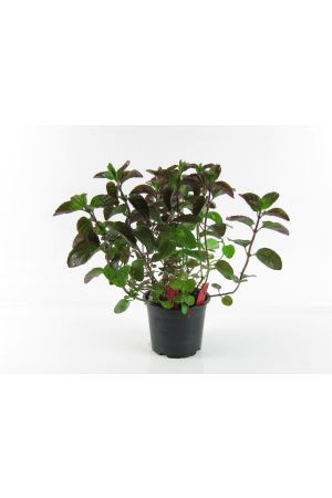 Mandarinenminze (Mentha x piperita), Mandarinen Minze, Kräuter Pflanze