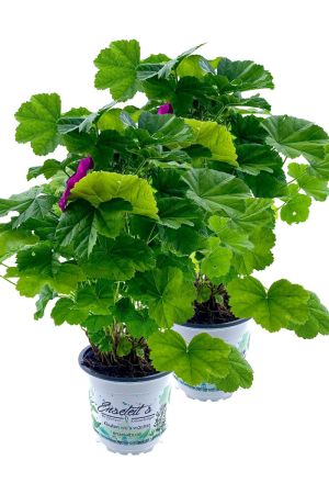 2er Set Mauretanische Malve, Malva mauritania, Stauden Pflanze 