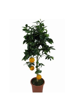 Orangenbaum - Citrus Sinensis