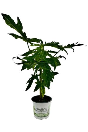 Saftige Papaya, carica papaya