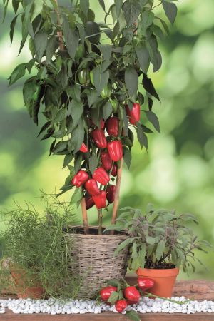 Topfpaprika, Paprika Pflanze, Blockpaprika Almira Midi Red, Paprikapflanzen