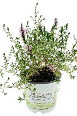 Maltathymian, Thymus richardii subsp. nitidus