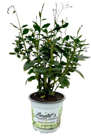 Erdginseng Pflanze im Topf - frisch aus der Gärtnerei Enseleit 