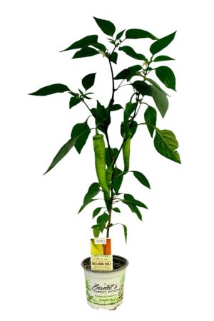 Bullhorn-Peperoni, mit Früchten