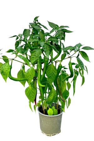 Spiralpeperoni "Lyric Hot" mit Früchten im XXL Container 