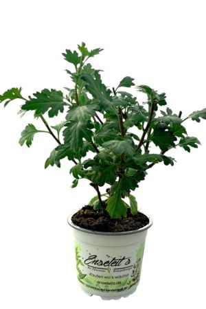 Chinesische Tee-Chrysantheme, Chrysanthemum morifolium (Dendranthema morifolium)