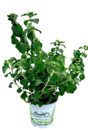 Andorn, Marrubium vulgare