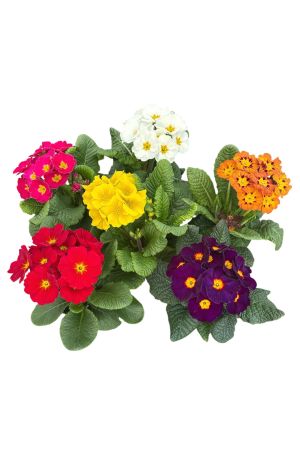 6er Set Primula elatior im 12cm Topf  (Hohe Schlüsselblume)