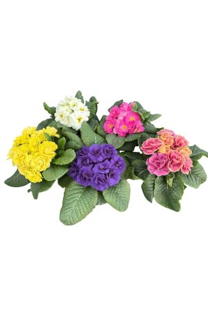 5er Set Primula vulgaris  Rubens Mix, Rosenprimel, Staudenpflanze
