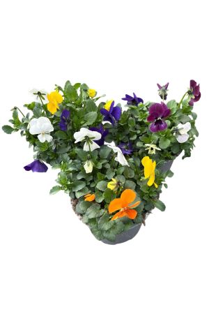 3er Set Hornveilchen Trio im 12cm Topf, (Viola cornuta) 