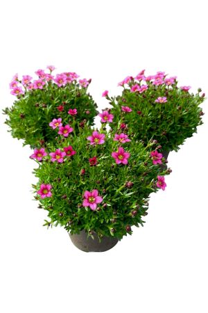 Steinbrech rot, Saxifraga arendsii, 3 Staudenpflanzen im 12-13cm Topf 