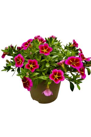Zauberglöckchen superbells cherry star,  Million Bells  (Calibrachoa  Hybriden)