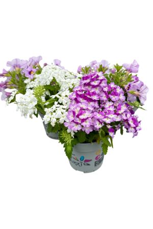 Sommerblumen 3er Trio Set  lila-weiß  (Verbena-Zauberglöckchen)