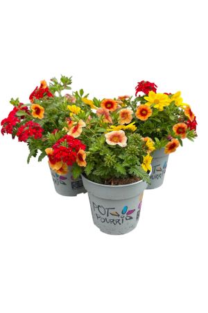 Sommerblumen 3er Trio Set, Fireflame  (Bidens, Zauberglöckchen, Verbena)