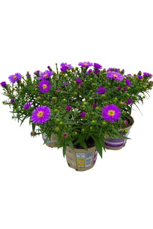 3er Set Winterastern (Symphyotrichum novi-belgii)