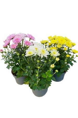 3er Set Garten-Chrysanthemen, (Chrysanthemum indicum)