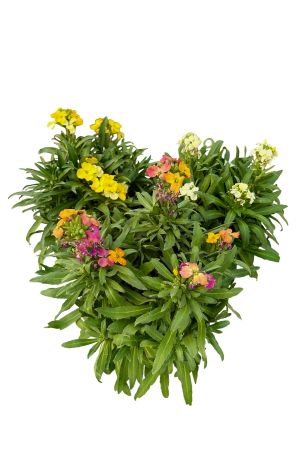 3er Set Goldlack Herbstblumen,  (Erysimum cheiri)