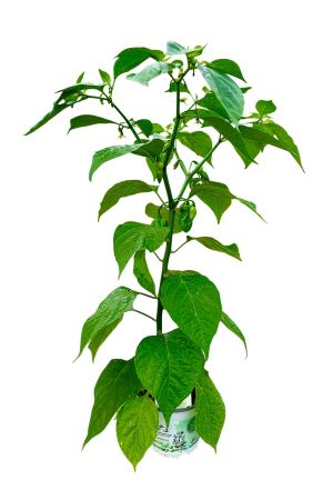 Trinidad Scorpion - Chili Pflanze aus der Gärtnerei Enseleit