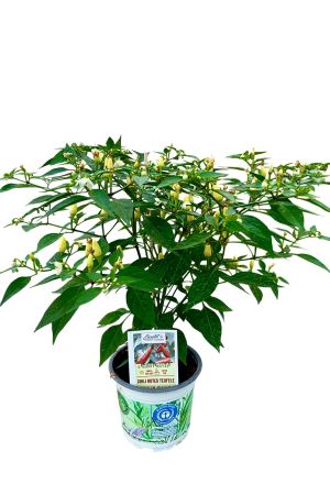 Rotes Teufele - Chili Pflanze aus der Gärtnerei Enseleit