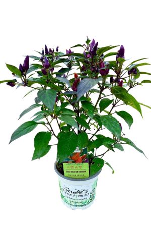 Chili Bolivian Rainbow, Chili Pflanze aus Nachhaltigem Anbau! 