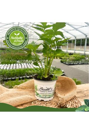 3er Set Baldrian, Valeriana officinalis, Baldrian Pflanze aus Nachhaltigem Anbau 