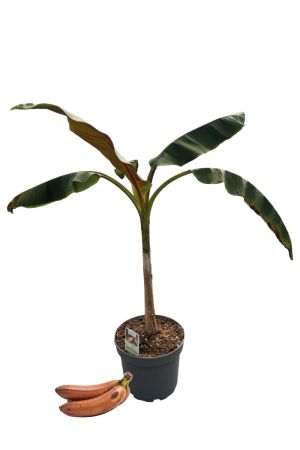 Rote Banane 'Red Tiger' (50-70 cm inkl. Topf) - Exotische Faserbanane