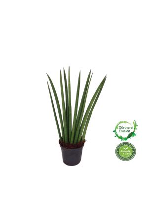 Bogenhanf, Sansevieria Cylindrica