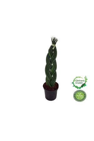 Bogenhanf,  Sansevieria Cylindrica, geflochten