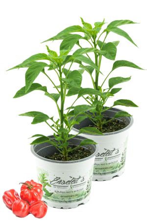 2er Set Chili Scotch Bonnet, Karibik Chili Pflanze aus Nachhaltigem Anbau! 