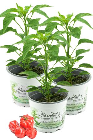 3er Set Chili Scotch Bonnet, Karibik Chili Pflanze aus Nachhaltigem Anbau! 