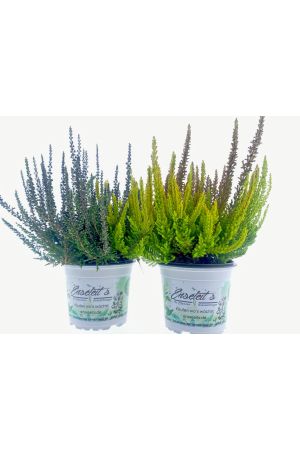 2er Set Calluna Sunset Fire Trio-Girls, Besenheide Winterhart 