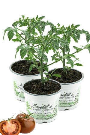 3er Set Tomatenpflanze Solena Black Moon - süße Cherrytomate